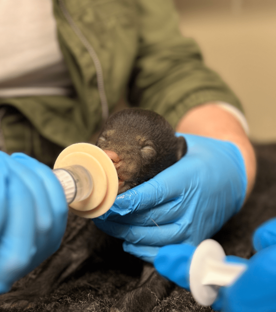 orphaned bear